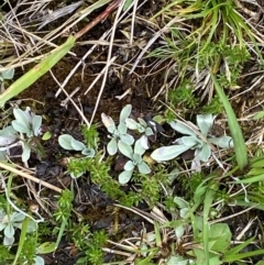 Argyrotegium mackayi (Silver Cudweed) at Namadgi National Park - 6 Jan 2024 by Tapirlord