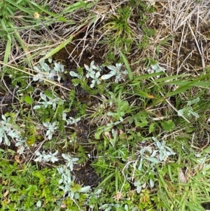 Argyrotegium mackayi at Namadgi National Park - 6 Jan 2024