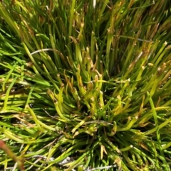 Oreobolus distichus (Fan Tuft-rush) at Cotter River, ACT - 6 Jan 2024 by Tapirlord