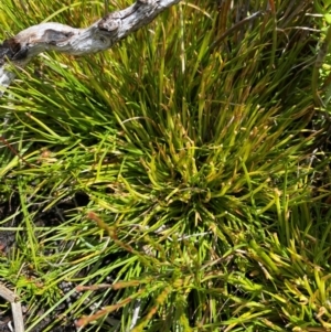 Oreobolus distichus at Namadgi National Park - 6 Jan 2024