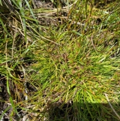 Oreobolus distichus at Namadgi National Park - 6 Jan 2024 02:29 PM