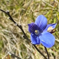 Thelymitra cyanea (Veined Sun Orchid) at Cotter River, ACT - 6 Jan 2024 by Tapirlord