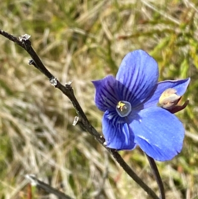 Thelymitra cyanea (Veined Sun Orchid) at Namadgi National Park - 6 Jan 2024 by Tapirlord