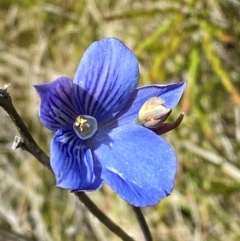 Thelymitra cyanea at Namadgi National Park - 6 Jan 2024