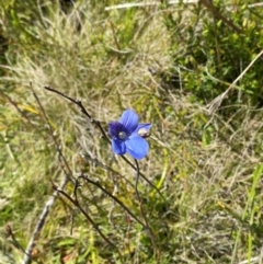 Thelymitra cyanea at Namadgi National Park - 6 Jan 2024