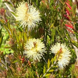 Callistemon pityoides at Namadgi National Park - 6 Jan 2024