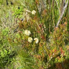 Callistemon pityoides at Namadgi National Park - 6 Jan 2024