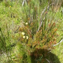 Callistemon pityoides at Namadgi National Park - 6 Jan 2024