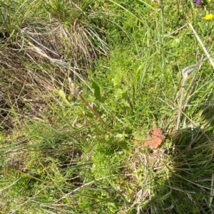 Taraxacum aristum at Namadgi National Park - 6 Jan 2024 02:22 PM