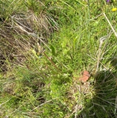 Taraxacum aristum at Namadgi National Park - 6 Jan 2024