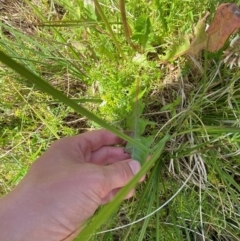 Taraxacum aristum at Namadgi National Park - 6 Jan 2024