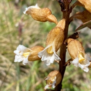 Gastrodia procera at Kosciuszko National Park - suppressed