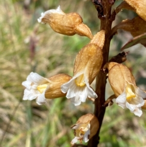 Gastrodia procera at Kosciuszko National Park - 6 Jan 2024