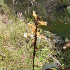 Gastrodia procera at Kosciuszko National Park - suppressed