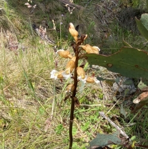 Gastrodia procera at Kosciuszko National Park - suppressed