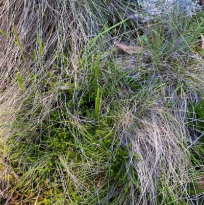 Austrolycopodium fastigiatum (Alpine Club Moss) at Kosciuszko National Park - 6 Jan 2024 by Tapirlord