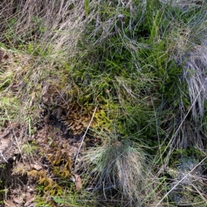 Austrolycopodium fastigiatum at Kosciuszko National Park - 6 Jan 2024