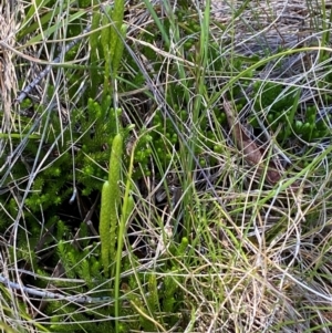 Austrolycopodium fastigiatum at Kosciuszko National Park - 6 Jan 2024