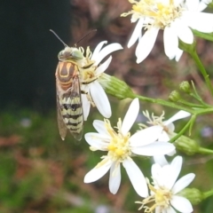 Bembix sp. (genus) (Unidentified Bembix sand wasp) at ANBG - 15 Feb 2024 by HelenCross