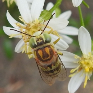 Bembix sp. (genus) at ANBG - 15 Feb 2024