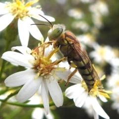 Bembix sp. (genus) at ANBG - 15 Feb 2024