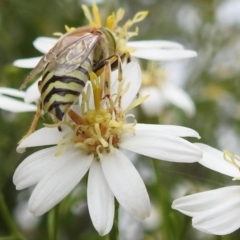 Bembix sp. (genus) at ANBG - 15 Feb 2024