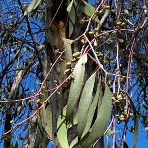 Eucalyptus lacrimans at Kosciuszko National Park - 6 Jan 2024