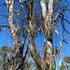 Eucalyptus lacrimans at Kosciuszko National Park - 6 Jan 2024