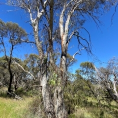 Eucalyptus lacrimans at Kosciuszko National Park - 6 Jan 2024