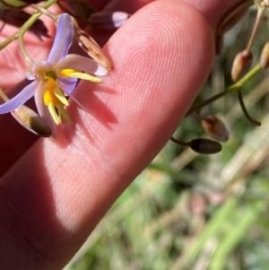 Dianella sp. aff. longifolia (Benambra) at Kosciuszko National Park - 6 Jan 2024 10:41 AM