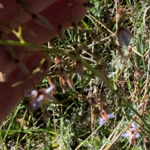 Dianella sp. aff. longifolia (Benambra) at Kosciuszko National Park - 6 Jan 2024