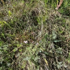 Dianella sp. aff. longifolia (Benambra) at Kosciuszko National Park - 6 Jan 2024