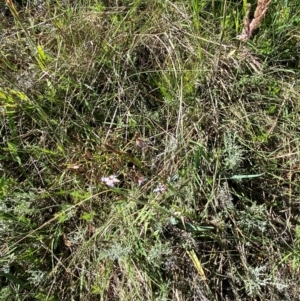 Dianella sp. aff. longifolia (Benambra) at Kosciuszko National Park - 6 Jan 2024 10:41 AM