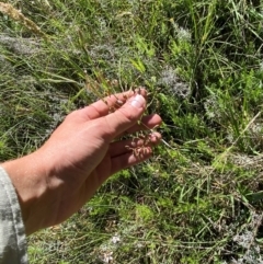 Dianella sp. aff. longifolia (Benambra) at Kosciuszko National Park - 6 Jan 2024