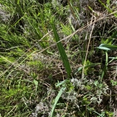 Dianella sp. aff. longifolia (Benambra) at Kosciuszko National Park - 6 Jan 2024