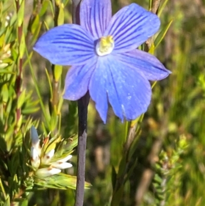 Thelymitra cyanea (Veined Sun Orchid) at Kosciuszko National Park - 6 Jan 2024 by Tapirlord