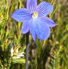 Thelymitra cyanea (Veined Sun Orchid) at Gooandra, NSW - 5 Jan 2024 by Tapirlord