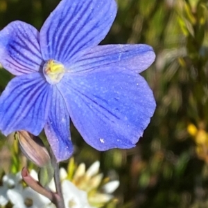 Thelymitra cyanea at Kosciuszko National Park - 6 Jan 2024