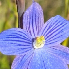 Thelymitra cyanea at Kosciuszko National Park - 6 Jan 2024