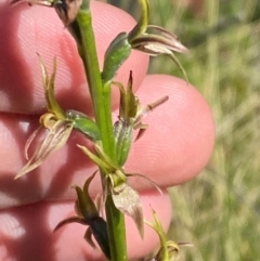 Prasophyllum sphacelatum (Large Alpine Leek-orchid) at Kosciuszko National Park - 5 Jan 2024 by Tapirlord