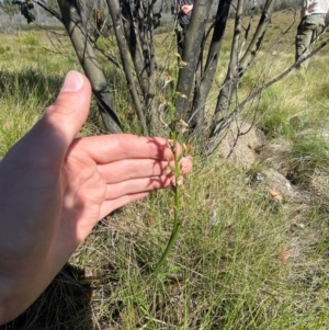 Paraprasophyllum sphacelatum at Kosciuszko National Park - suppressed