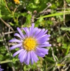 Calotis glandulosa (Mauve Burr-daisy) at Gooandra, NSW - 5 Jan 2024 by Tapirlord