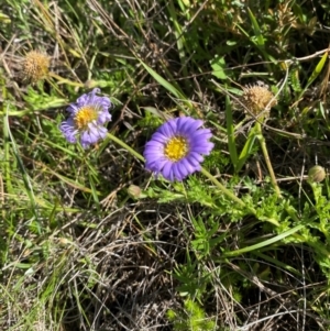 Calotis glandulosa at Kosciuszko National Park - 6 Jan 2024