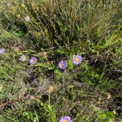 Calotis glandulosa at Kosciuszko National Park - 6 Jan 2024