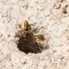 Vespula germanica (European wasp) at Rendezvous Creek, ACT - 16 Feb 2024 by SWishart