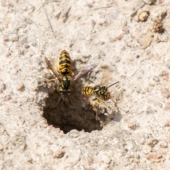 Vespula germanica (European Wasp, German Yellowjacket Wasp) at Namadgi National Park - 16 Feb 2024 by SWishart