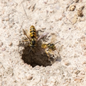 Vespula germanica at Namadgi National Park - 16 Feb 2024 01:49 PM