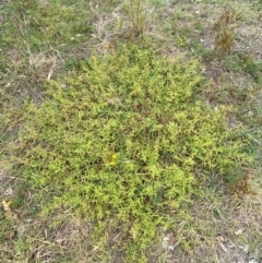 Persicaria prostrata (Creeping Knotweed) at Block 402 - 16 Feb 2024 by SteveBorkowskis