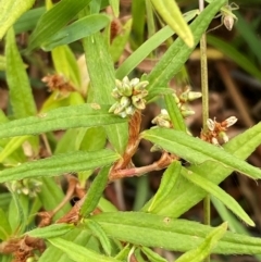 Persicaria prostrata at Bluetts Block (402, 403, 12, 11) - 16 Feb 2024