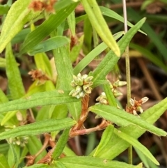 Persicaria prostrata at Bluetts Block (402, 403, 12, 11) - 16 Feb 2024